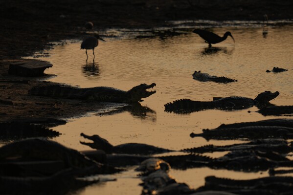 Caimans sit on the banks of the almost dried-up Bento Gomes River in the Pantanal wetlands near Pocone, Mato Grosso state, Brazil, Wednesday, Nov. 15, 2023. Amid the high heat, wildfires are burning widely in the Pantanal biome, the world's largest tropical wetlands. (AP Photo/Andre Penner)