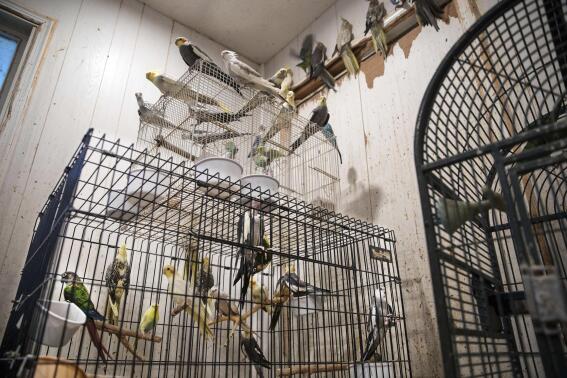 In this image provided by the ASPCA, numerous birds stand in and around enclosures where nearly 300 rabbits, birds and other animals were rescued from a home in Miller Place, N.Y., Tuesday Oct. 18, 2022, on New York's Long Island. The owner of the home, Karin Keyes, 51, was charged with multiple counts of cruel confinement of animals, prosecutors announced (Terria Clay/ASPCA via AP)