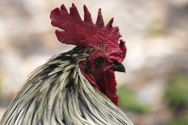 A rooster walks in a park outside of the Stephen P. Clark Government Center in downtown Miami, Wednesday, May 7, 2025, in Miami. (AP Photo/Lynne Sladky)