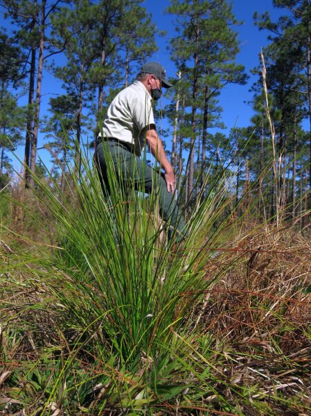 Silviculturist Keith Coursey walks between a 2-year-old longleaf pine “grass stage” seedling and a stand of 80- to 85-foot-tall longleaf pines in the DeSoto National Forest on Wednesday, Nov. 18, 2020. An intensive effort in nine coastal states from Virginia to Texas is bringing back longleaf pines -- armor-plated trees that bear footlong needles and need regular fires to spark their seedlings’ growth and to support wildly diverse grasslands that include carnivorous plants and harbor burrowing tortoises. (AP Photo/Janet McConnaughey)