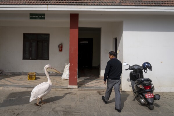 A pelican follows program officer Ganesh Koirala as he arrives at the animal kitchen at Nepal’s Central Zoo in Lalitpur, Nepal, Feb. 21, 2024. At the stroke of 10 every morning, the pelican arrives at the entrance of the animal kitchen, waiting patiently for Koirala to arrive. The pelican knows that with Koirala will come his breakfast - a one kilogram 2.2 pound) fish. (AP Photo/Niranjan Shrestha)