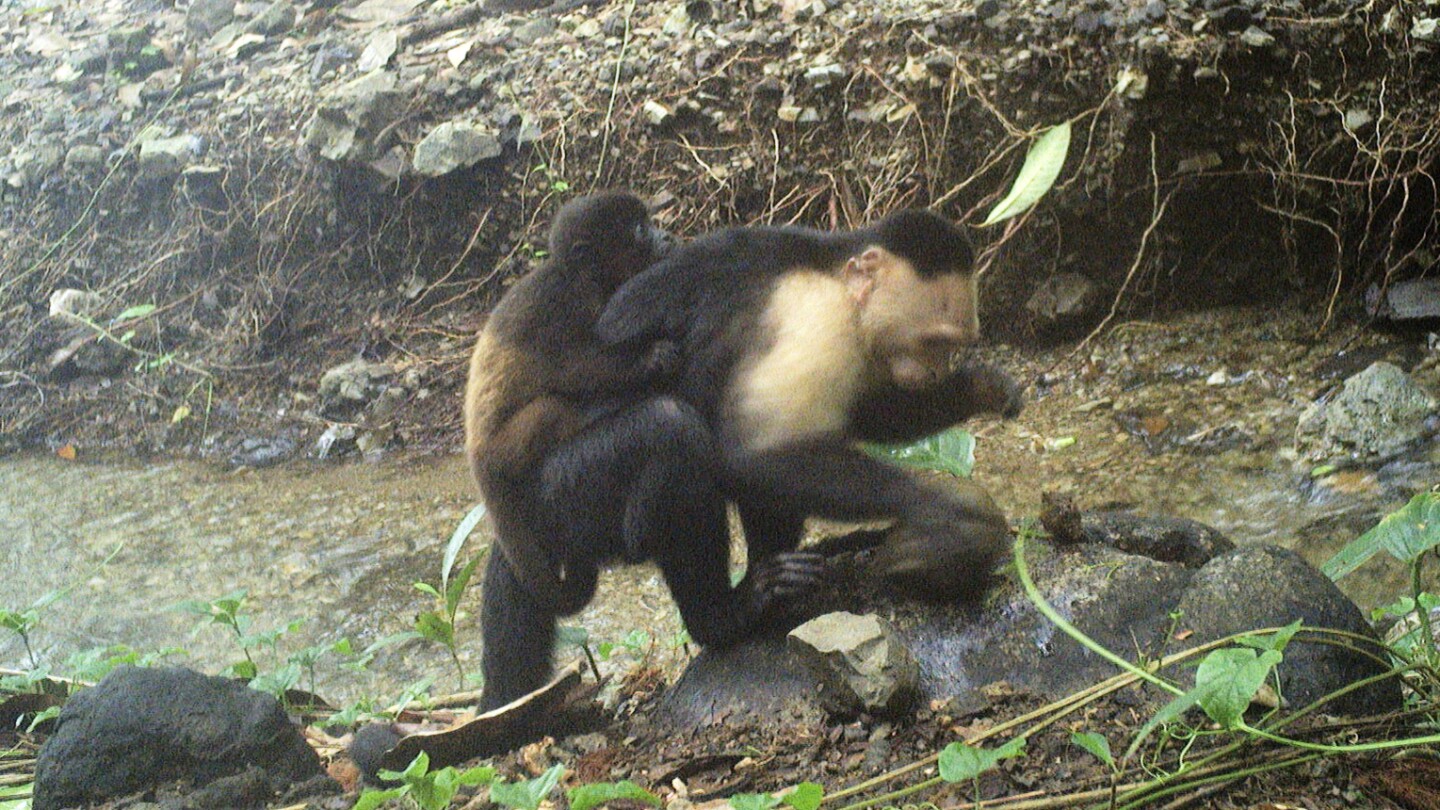 Videos muestran a monos aulladores presumiblemente secuestrados por monos capuchinos
