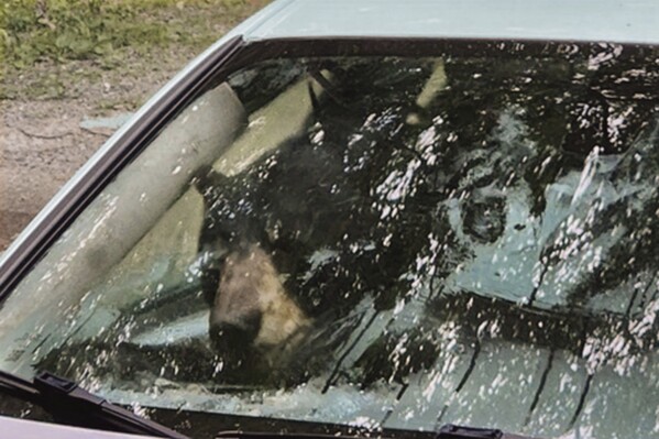 A bear that broke into a car in Winsted, CT, is visible through the vehicle's front window in this July 15, 2024, photo. It turned out to be the first of three episodes involving bears in Connecticut over six days that were publicly reported by the state Department of Energy and Environmental Protection — another sign of the increasing black bear population in the state. (ĢӰԺ Photo)