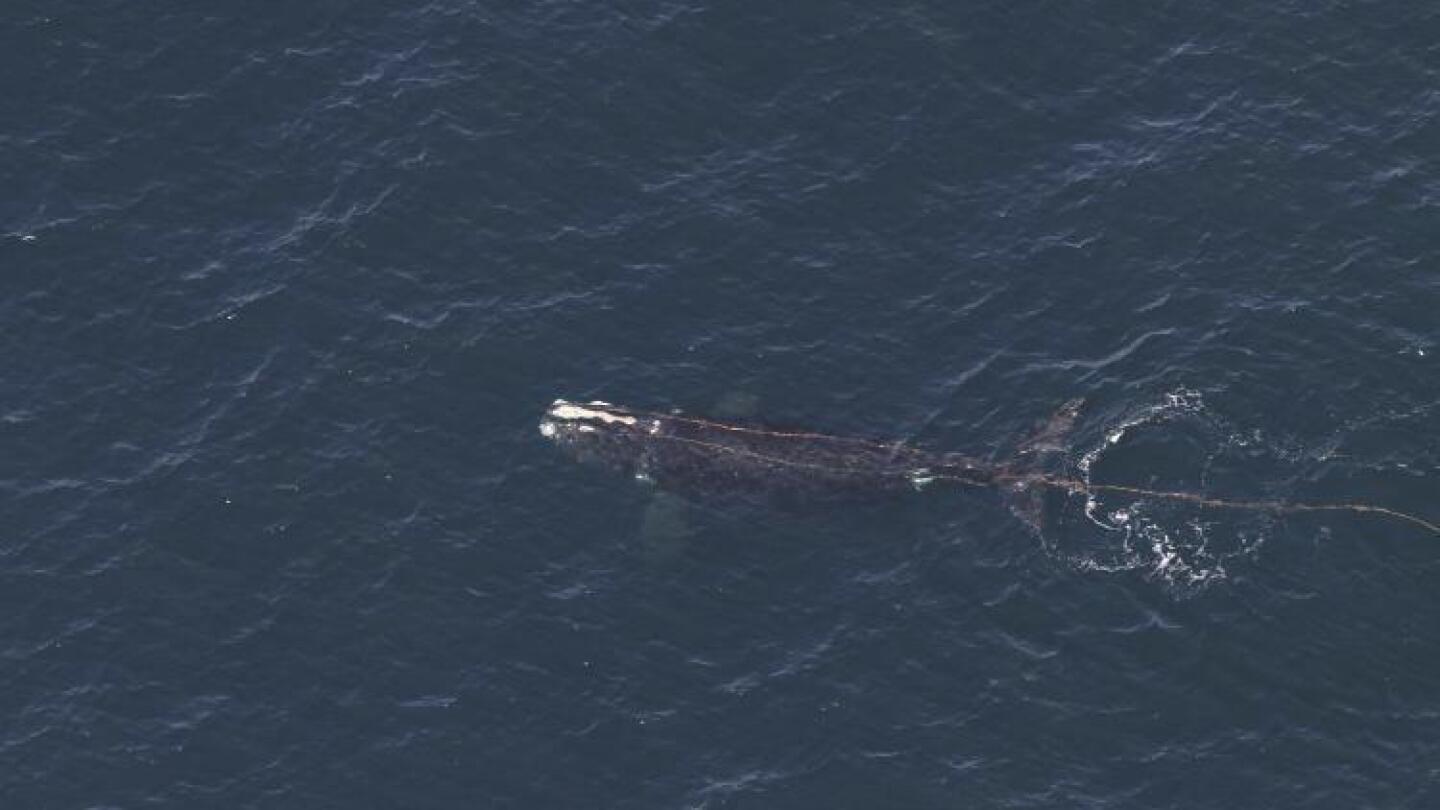 ПОРТЛАНД, Мейн (AP) — Северноатлантически кит е забелязан оплетен във