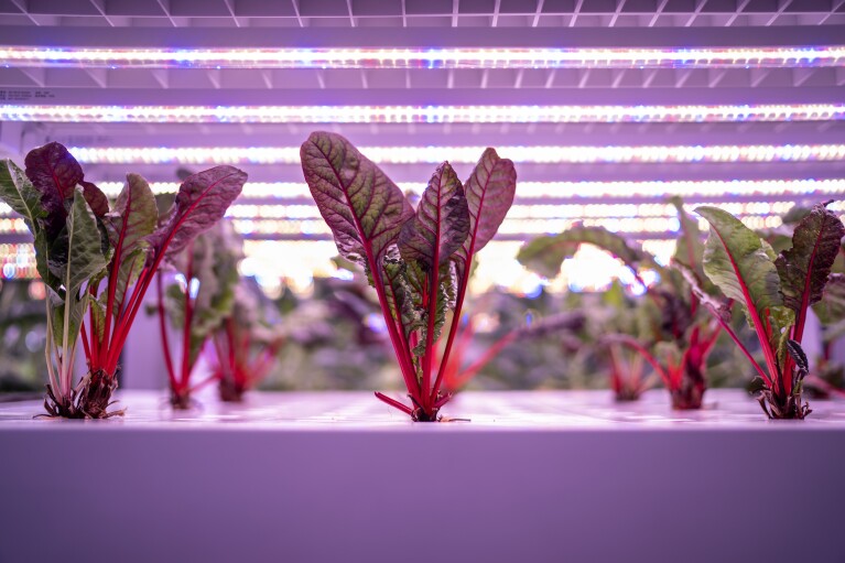 Swiss chard grows under LED lights at VertiVegies, an indoor urban farm that grows vegetables on vertically stacked rack systems in Singapore, Wednesday, July 19, 2023. The indoor farm helps people learn how they can grow vegetables at home and also helps launch new food companies in Singapore. (AP Photo/David Goldman)