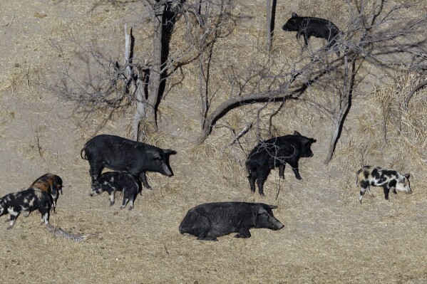 FILE - In this Feb. 18, 2009 file photo, feral pigs roam near a Mertzon, Texas ranch. Minnesota, North Dakota and Montana and other northern states are making preparations to stop a threatened invasion from Canada. Wild pigs already cause around $2.5 billion in damage to U.S. crops every year, mostly in southern states like Texas. But the exploding population of feral swine on the prairies of western Canada is threatening spill south. (AP Photo/Eric Gay, File)