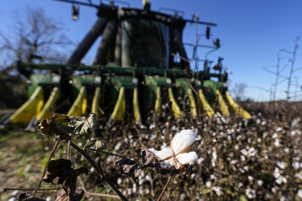 A cotton picker moves through Chris Hopkins' cotton field, Friday, Dec. 6, 2024, near Lyons, Ga. (AP Photo/Mike Stewart, File)