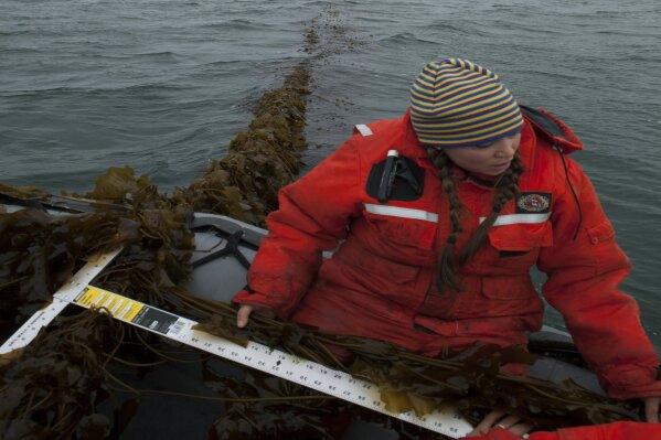 In this March 2016 photo provided by The Island Institute, Bigelow Laboratory Research Associate Brittney Honisch measures a piece of sugar kelp before harvest in Casco Bay, Maine. A group of scientists with Bigelow Laboratory for Ocean Sciences and farmers in northern New England are working on a plan to feed seaweed to cows to gauge whether it can help reduce greenhouse gas emissions that contribute to climate change.  (Scott Sell/The Island Institute via AP)