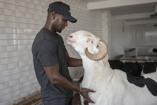Balla Gadiaga, owner of the sheepfolld Baye Cheikh caresses his Ladoum called BRT in Mbao, 30 km east of Dakar, Senegal, Monday June 10, 2024. As Muslims worldwide prepare to celebrate Eid Al-Adha, the second most important holiday in the Islamic calendar, Senegal's star sheep, the Ladoum, remain an object of desire for many in the country. These extraordinary tall and long animals, which can cost up to $70,000, are renowned for their proportional features and gleaming white fur. (AP Photo/Sylvain Cherkaoui)