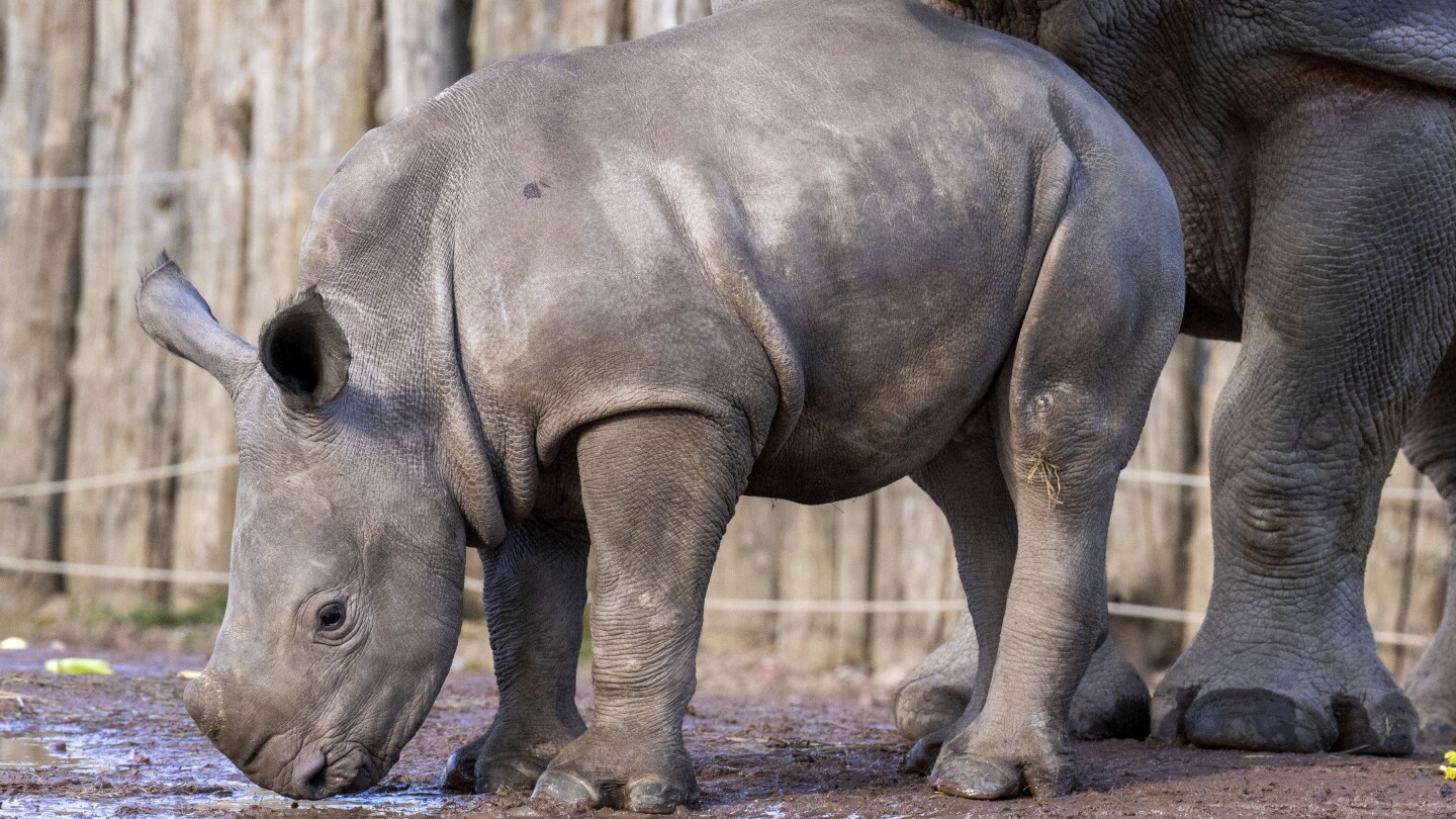 Nova, una bebé de rinoceronte blanco, hace su debut público en el zoológico Pairi Daiza de Bélgica