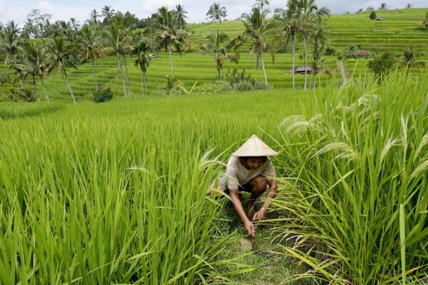 A farmer works in a field with a traditional terrace irrigation system called a "subak' in Jatiluwih in Tabanan, Bali, Indonesia, Monday, April 18, 2022. Bali faces a looming water crisis from tourism development, population growth and water mismanagement, experts and environmental groups warn. While water shortages are already affecting the UNESCO site, wells, food production and Balinese culture, experts project these issues will worsen if existing policies are not equally enforced across the entire island. (AP Photo/Tatan Syuflana)