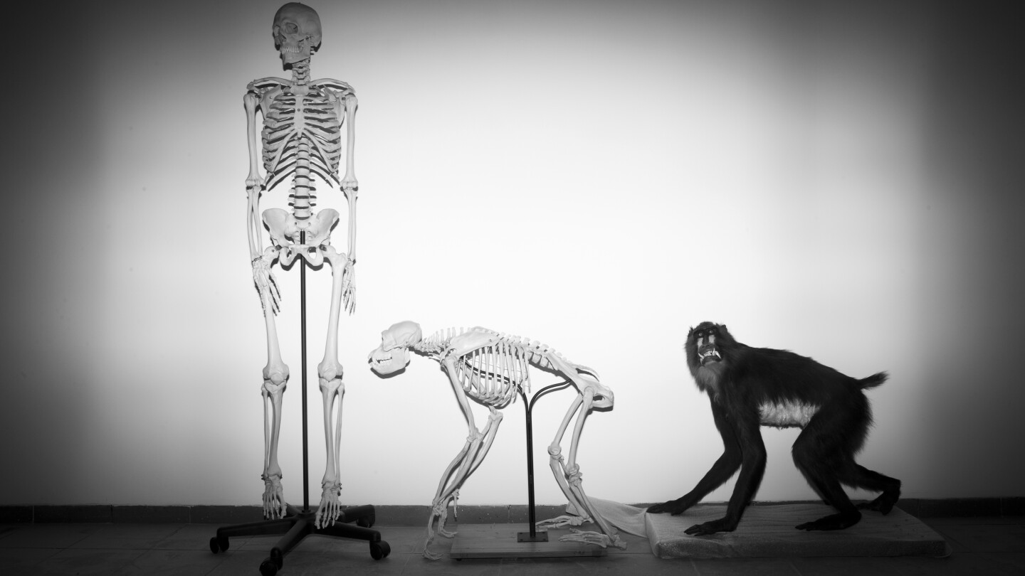 FILE - Skeletons of a human and a monkey await installation at the Steinhardt Museum of Natural History in Tel Aviv, Israel on Monday, Feb 19, 2018. Around 20 or 25 million years ago, when apes diverged from monkeys, our branch of the tree of life shed its tail. In a paper published in the journal Nature on Wednesday, Feb. 28, 2024, researchers identify at least one of the key genetic tweaks that led to this change. (AP Photo/Oded Balilty, File)