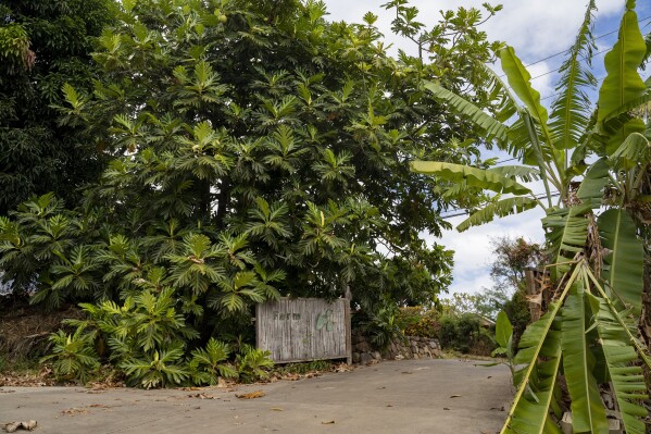 A breadfruit tree at Noho'ana Farm on Tuesday, Oct. 10, 2023, in Waikapu, Hawaii. (AP Photo/Mengshin Lin)