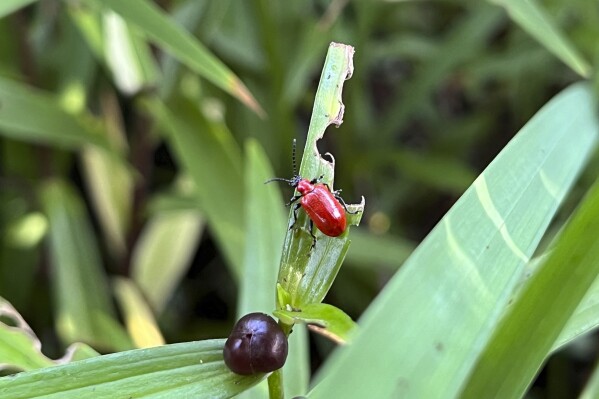 This July 5, 2023, image provided by Jessica Damiano shows a scarlet lily beetle on an Asiatic lily stem on Long Island, N.Y. Caught early, the pests can be controlled by knocking them off plants into a container holding water, vinegar and dish soap. (Jessica Damiano via AP)