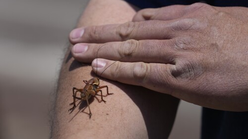 Jeremiah Moore has a cricket climb onto his arm during the migration of Mormon crickets, Saturday, June 17, 2023, in Spring Creek, Nev. Outbreaks of Mormon crickets, which are native to the Great Basin and Intermountain West, have been recorded throughout history across the west, from Nevada and Montana to Idaho, Utah and Oregon. (AP Photo/Rick Bowmer)