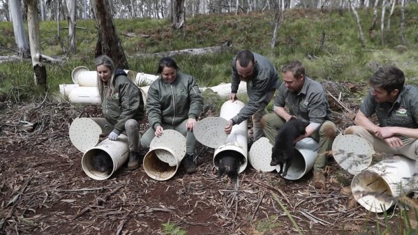 In this photo provided by WildArk, Tasmanian devils are released into the wild at Barrington Tops, New South Wales state, Australia, on Sept. 10, 2020. Tasmanian devils, the carnivorous marsupials whose feisty, frenzied eating habits won the animals cartoon fame, have returned to mainland Australia for the first time in some 3,000 years. Conservation groups have recently released some cancer-free devils in a wildlife refuge on the mainland, and they plan to release more in the coming years. Their hope is that the species will thrive and improve the biodiversity.  (Cristian Prieto/WildArk via AP)