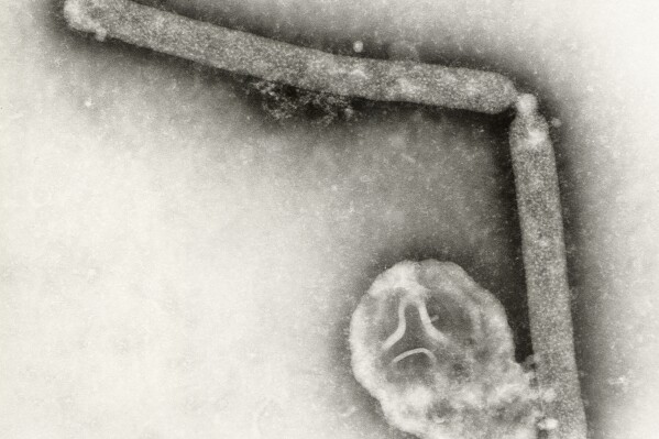 This undated electron microscopic image provided by the Centers for Disease Control and Prevention shows two Influenza A (H5N1) virions, a type of bird flu virus. (Cynthia Goldsmith, Jackie Katz/CDC via AP)