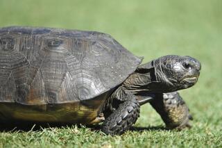 FILE - A gopher tortoise ambles along a tee box on Sept. 21, 2014 in Ponte Vedra Beach, Fla. The U.S. Fish and Wildlife Service said Tuesday, Oct. 11, 2022, that the burrowing reptiles don’t need federal protection in Florida, Georgia, South Carolina and most of far south Alabama but remain threatened in southeastern Mississippi and bits of Louisiana and southwest Alabama. (Will Dickey/The Florida Times-Union via AP)