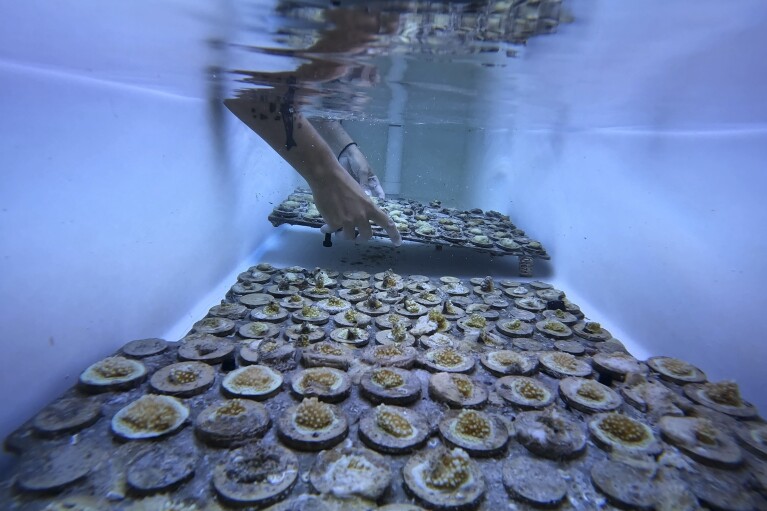 A research associate places a tray of baby coral brought in from the University of Miami's open water coral nurseries into a tank as staff and students work to save as much coral as the Lirman coral lab can hold, Friday, July 28, 2023, at the Rosenstiel School of Marine, Atmospheric, and Earth Science in Key Biscayne, Fla. (AP Photo/Rebecca Blackwell)