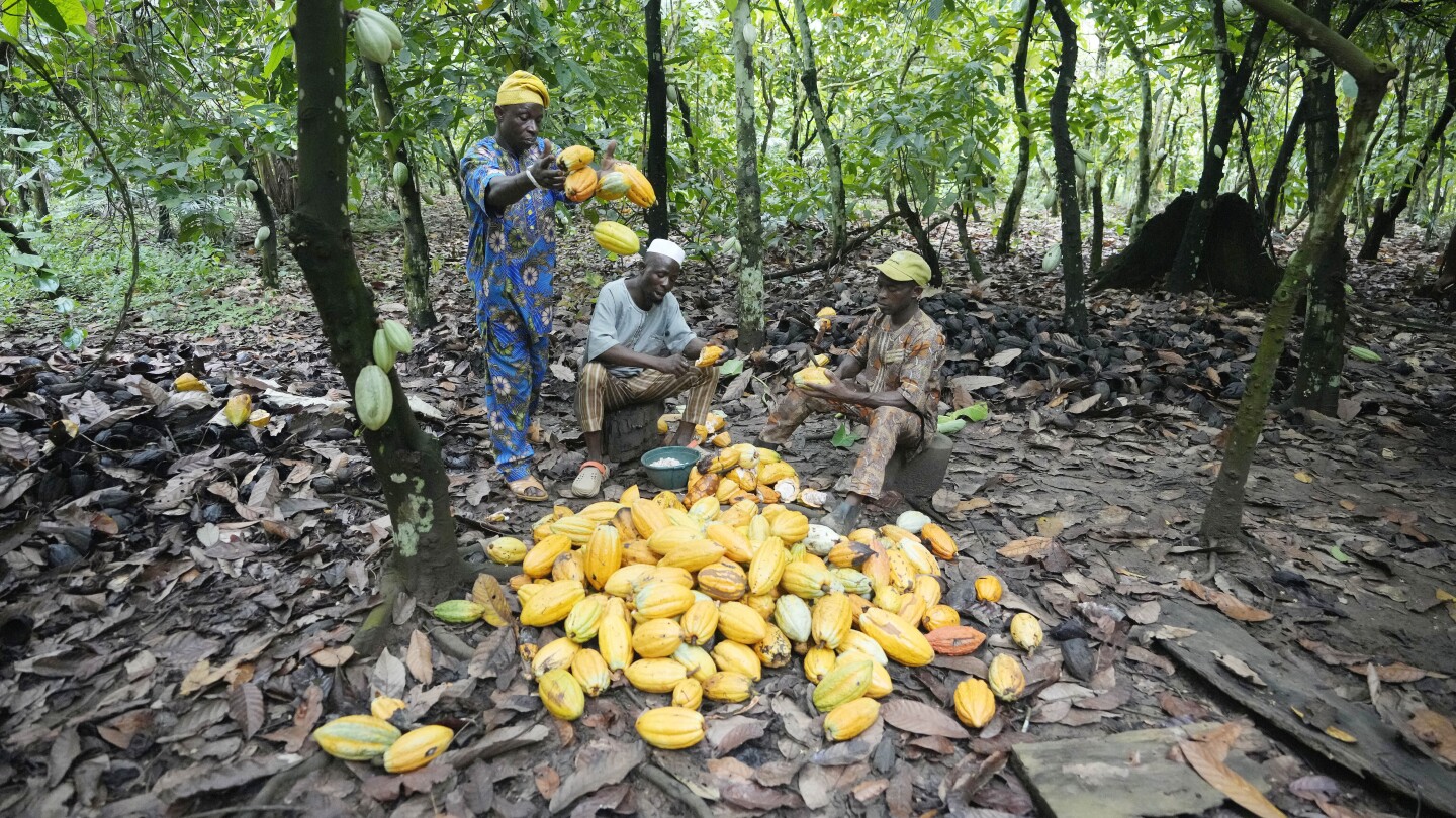 Изводи от разследването на AP относно какаото, идващо от защитена нигерийска тропическа гора