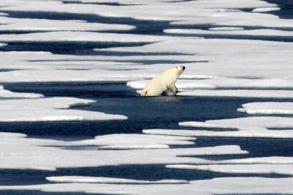 FILE - In this July 22, 2017, file photo a polar bear steps out of a pool while walking on the ice in the Franklin Strait in the Canadian Arctic Archipelago. The Biden administration is stepping up its work to figure about what to do about the thawing Arctic, which is warming three times faster than the rest of the world. The White House said Friday, Sept. 24, 2021, that it is reactivating the Arctic Executive Steering Committee, which coordinates domestic regulations and works with other Arctic nations. It also is adding six new members to the U.S. Arctic Research Commission, including two indigenous Alaskans. (AP Photo/David Goldman, File)
