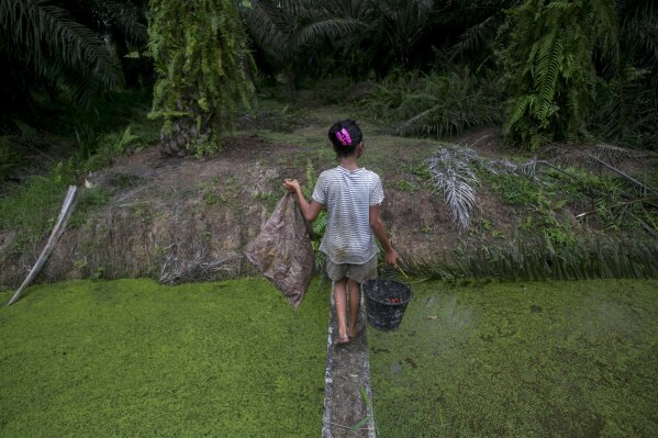 A child carries palm kernels collected from the ground across a creek at a palm oil plantation in Sumatra, Indonesia, Monday, Nov. 13, 2017. Child labor has long been a dark stain on the $65 billion global palm oil industry. Though often denied or minimized as kids simply helping their families on weekends or after school, it has been identified as a problem by human rights groups, the United Nations and the U.S. government. (AP Photo/Binsar Bakkara)