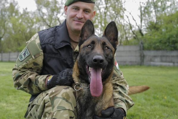 Sgt. 1st Class Balazs Nemeth and his bomb sniffer dog Logan are seen together at the garrison of Explosive Ordnance Disposal and Warship Regiment of the Hungarian Defense Forces in Budapest, Hungary, April 28, 2022. Logan, a two-year-old Belgian shepherd, has received a second chance after being rescued from abusive owners and recruited to serve in an elite military bomb squad. Logan is undergoing intensive training as an explosive detection dog for the Hungarian Defense Forces. (AP Photo/Bela Szandelszky)
