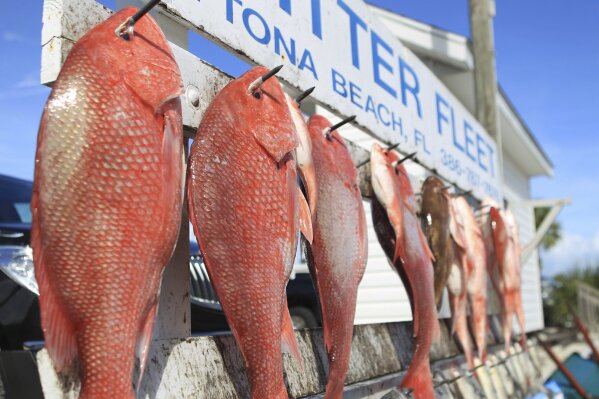 FILE - In this Sept. 14, 2012 file photo, the haul of Red Snapper and Triggerfish from the fishing boat Waterproof hang on the rack at the Critter Fleet in Ponce Inlet, Fla.   A new study estimates there are three times the number of red snapper previously thought to swim in the Gulf of Mexico. Congress appropriated $9.5 million for the study in 2016, as arguments grew heated between recreational anglers and federal regulators. (David Massey/The Daytona Beach News-Journal via AP)