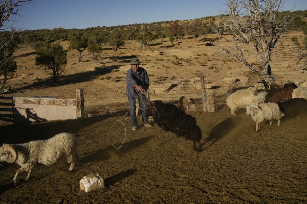 Jay Begay tries to lasso a churro sheep in a pen at the home of relatives on Friday, Oct. 28, 2022, in the community of Rocky Ridge, Ariz., on the Navajo Nation. Begay was helping to castrate his aunt's sheep. (AP Photo/John Locher)