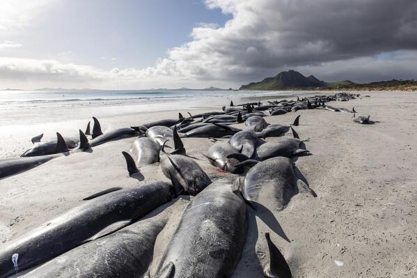 Una hilera de ballenas piloto muertas se alinea en la playa de Tupuangi Beach, islas Chatham, en el archipiélago de Chatham en Nueva Zelanda, el sábado 8 de octubre de 2022. Unas 477 ballenas piloto han muerto después de vararse en dos playas remotas de Nueva Zelanda en los últimos días, informaron las autoridades. decir.  (Tamzin Henderson vía AP)