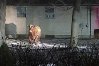 This February 2021 photo provided by Adam Seaberg shows a cow that escaped on Feb. 4, in Johnston, R.I., as it was being transported. More than a month after escaping while being unloaded at a slaughterhouse, the steer is still roaming the streets of Johnston, about 10 miles (16 kilometers) west of Providence.(Adam Seaberg via AP)