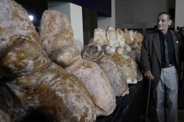 Paleontologist Mario Urbina poses for a photo next to the vertebrae of a newly found species named Perucetus colossus, or “the colossal whale from Peru”, during a presentation in Lima, Peru, Wednesday, Aug. 2, 2023. The bones were first discovered more than a decade ago by Urbina from the University of San Marcos’ Natural History Museum. An international team spent years digging them out from the side of a steep, rocky slope in the Ica desert, a region in Peru that was once underwater and is known for its rich marine fossils. (AP Photo/Martin Mejia)