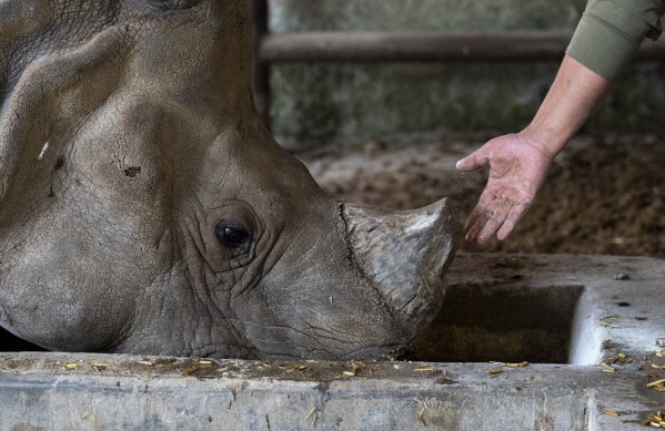 A zookeeper feeds a one horned Rhinoceros at the Central Zoo in Lalitpur, Nepal, on Feb. 23, 2024. The only zoo in Nepal is home to more than 1,100 animals of 114 species, including the Bengal Tiger, Snow Leopard, Red Panda, One-Horned Rhino and the Asian Elephant. (AP Photo/Niranjan Shrestha)
