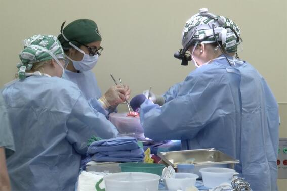 In this photo provided by the University of Alabama at Birmingham, surgeons prepare to transplant kidneys from a genetically modified pig into the body of a deceased recipient in September 2021. The experimental procedure was a step-by-step rehearsal for operations they hope to try in living patients possibly later in 2022, part of a quest to use animal organs to save human lives. (UAB via AP)