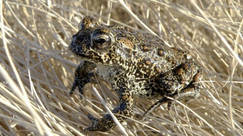 SOUBOR - Na této fotografii poskytnuté Nevadským ministerstvem přírody sedí žába z Dixie Valley na vrcholu trávy v Dixie Valley v Nevadě dne 6. dubna 2009. Úředníci ministerstva vnitra rozhodli 