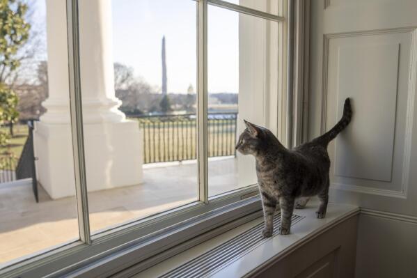 Willow, the Biden family's new pet cat, wanders around the White House on Wednesday, Jan. 27, 2022 in Washington. President Joe Biden and first lady Jill Biden have added Willow, a 2-year-old, green-eyed, gray and white feline from Pennsylvania, to their pet family.  The Washington Monument can be seen in the distance. (Erin Scott/The White House via AP)