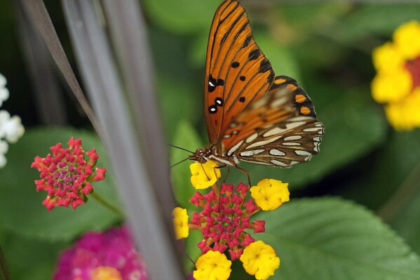 A butterfly rests on a flowering Lantana plant, in San Antonio, April 15, 2024. (AP Photo/Eric Gay)
