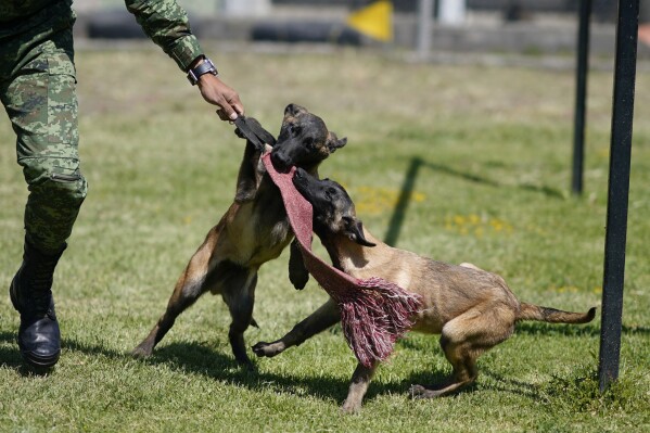 A soldier trains Belgian Malinois puppies at the Mexican Army and Air Force Canine Production Center in San Miguel de los Jagueyes, Mexico, Tuesday, Sept. 26, 2023. Basic training ends when they are four months old, when they move to military units where they will become specialists on drug or explosives detection, searching, rescue, or protection and security. (AP Photo/Eduardo Verdugo)