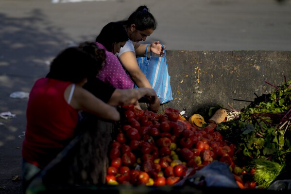 La gente recolecta tomates para llevárselos a casa después de que los vendedores los descartaran en un mercado en las afueras de Buenos Aires, Argentina, el miércoles 10 de enero de 2024. (Foto AP/Natacha Pisarenko)