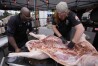 The Shed BBQ and Blues Joint team members Hobson Cherry, left, and James Newell season a whole hog as they compete at the World Championship Barbecue Cooking Contest, Friday, May 17, 2024, in Memphis, Tenn. (AP Photo/George Walker IV)