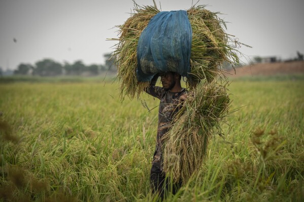 FILE- A farmer carries paddy crop after harvest on the outskirts of Guwahati, India, Tuesday, June 6, 2023. India's economy has clocked up impressive growth of 7.8% in the first quarter of the current financial year, mainly due to good performance by the agricultural and financial sectors. The World Bank says India is one of the fastest-growing economies of the world and is poised to continue on this path. (AP Photo/Anupam Nath, File)