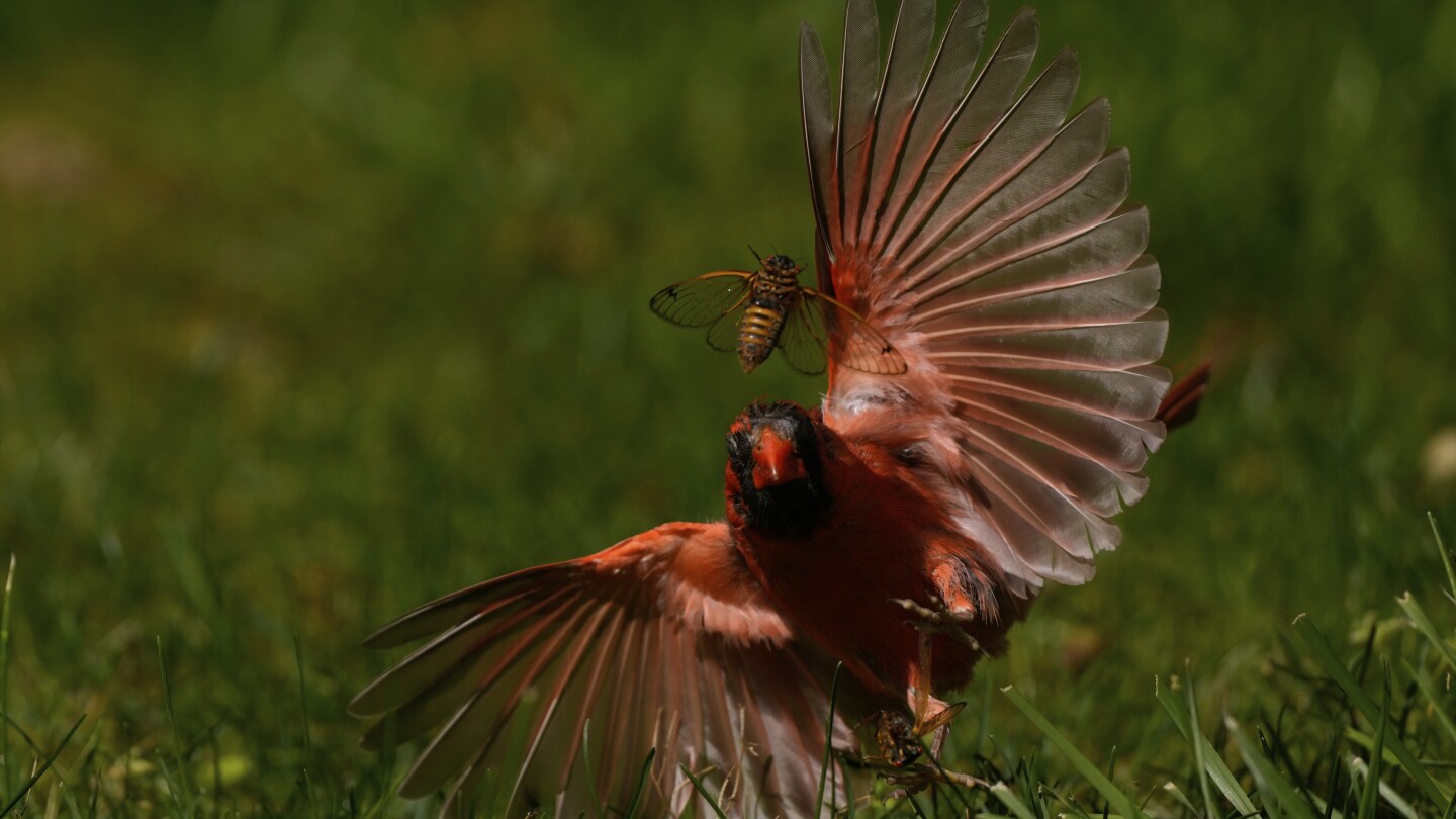 AP PHOTOS: Cicadas swarm parts of US as the screaming insects emerge in Brood XIV's 17-year cycle