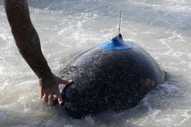 A man pushes a sea turtle into the water during a sea turtle release program on Saadiyat Island in Abu Dhabi, United Arab Emirates, Tuesday, June 6, 2023. Sea turtles around the world are becoming more vulnerable due to climate change, and the United Arab Emirates is working to protect the creatures. Many are equipped with satellite tracking devices to help scientists better understand migration patterns and the success of rehabilitation methods.  (AP Photo/Kamran Jebrelli)