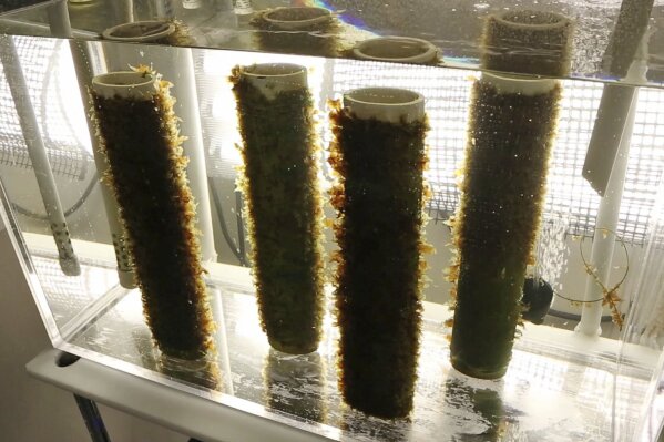 
              FILE - In this Nov. 4, 2015, file photo, kelp grows on spools of twine in an aquarium at a lab at the University of New England in Biddeford, Maine. The lab provides baby seaweed to populate a growing number of commercial farms. Members of Maine’s seaweed industry say a court ruling could dramatically change the nature of the business in the state, which has seen the harvest of the gooey stuff grow by leaps and bounds this decade. (AP Photo/Robert F. Bukaty, File)
            