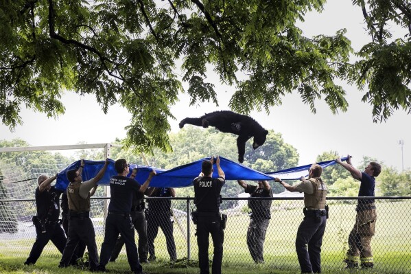 Pennsylvania's wildlife agency, firefighters and police use a large blue tarp to capture a wayward black bear as it falls from a tree Tuesday, June 4, 2024 in Camp Hill, Pa. (Sean Simmers/The Patriot-News via AP)