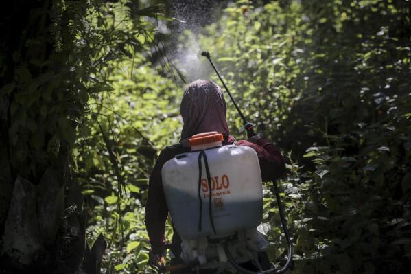 A female worker sprays herbicide in a palm oil plantation in Sumatra, Indonesia, on Saturday, Sept. 8, 2018. Many women are hired by subcontractors on a day-to-day basis without benefits, performing the same jobs for the same companies for years and even decades. They often work without pay to help their husbands meet otherwise impossible daily quotas. (AP Photo/Binsar Bakkara)