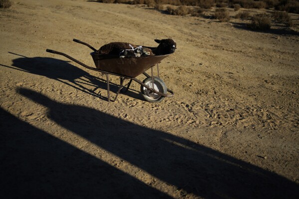 A sheep sits tied up in a wheelbarrow in preparation for slaughter, Friday, Oct. 28, 2022, in the community of Rocky Ridge, Ariz., on the Navajo Nation. Climate change, permitting issues and diminishing interest among younger generations are leading to a singular reality: Navajo raising fewer sheep. (AP Photo/John Locher)