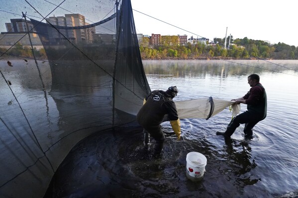 FILE - Darrell Young and his son, Dustin, set up a fyke net to capture baby eels migrating upstream on the Penobscot River in Brewer, Maine, May 15, 2021. Fishermen who harvest one of the most valuable marine species in the country hoped to see a bump in quota in 2025, but regulators said Monday, Feb. 5, 2024, the tight restrictions on the baby eel fishery are likely to stay the same. (AP Photo/Robert F. Bukaty, File)