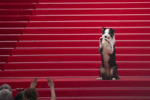 Messi the dog poses for photographers upon arrival at the awards ceremony and the premiere of the film 'The Second Act' during the 77th international film festival, Cannes, southern France, Tuesday, May 14, 2024. (Photo by Andreea Alexandru/Invision/AP)