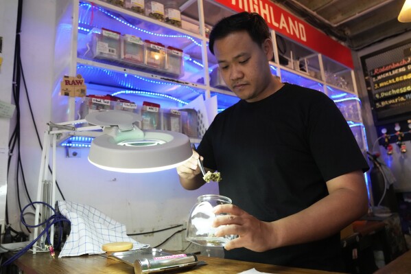 Founder of Highland cafe Rattapon Sanrak prepares flower bud of marijuana for customers at his shop in Bangkok, Thailand, Monday, Feb. 12, 2024. Thailand almost two years ago spawned a highly visible retail industry when it decriminalized the sale and possession of cannabis, but now appears set to tighten controls to ban its recreational use. (AP Photo/Sakchai Lalit)